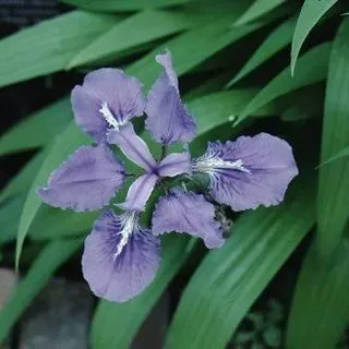 thumbnail for publication: Iris tectorum Japanese Roof Iris, Wall Iris